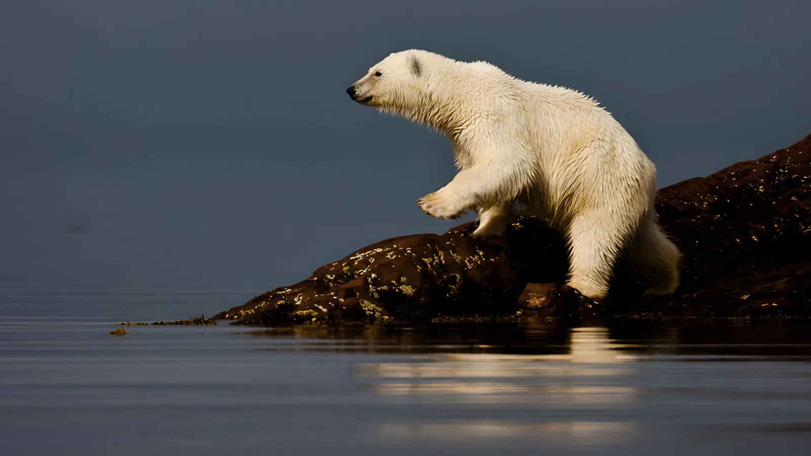 Ice Free Polar Bear © Paul Goldstein