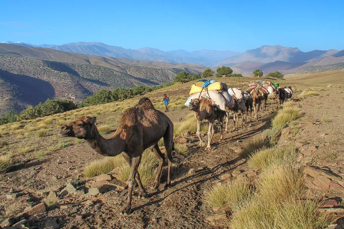 Camel train