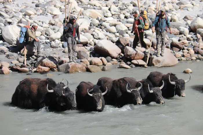 Yak herders drive their animals across the Shimshal river at the end of the winter kutch migration