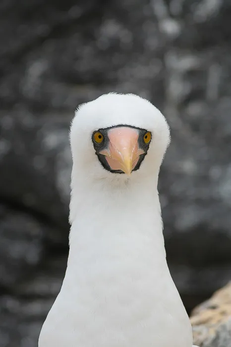 Masked White Booby, © John and Jenny Willsher