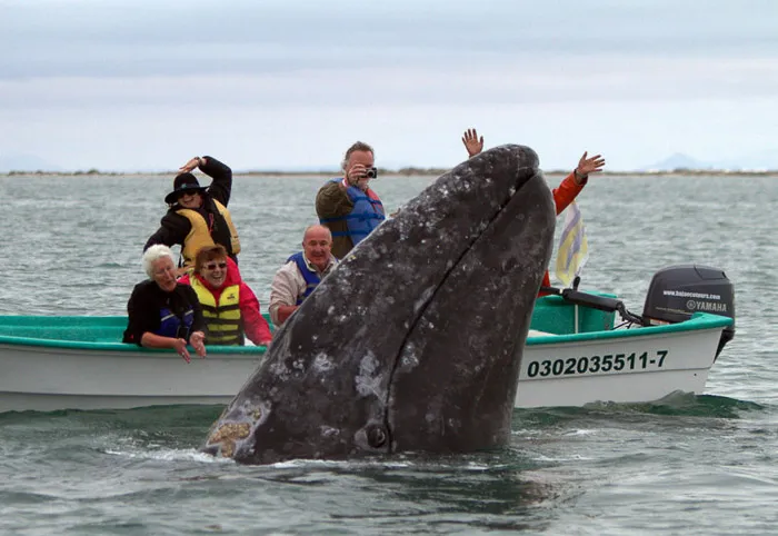 Whale Watching - Baja © Barry Nelson