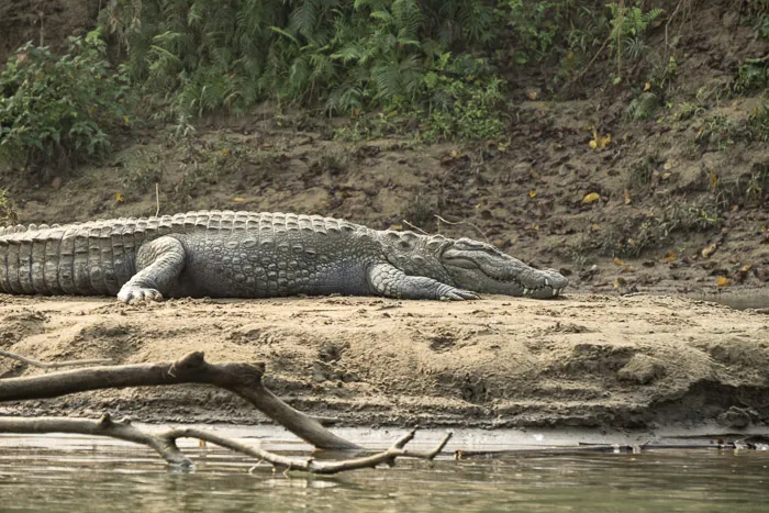 One of the aforementioned Crocs