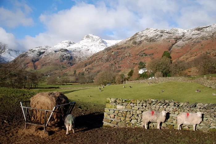 Some of the Lake District's many residents, Langdale
