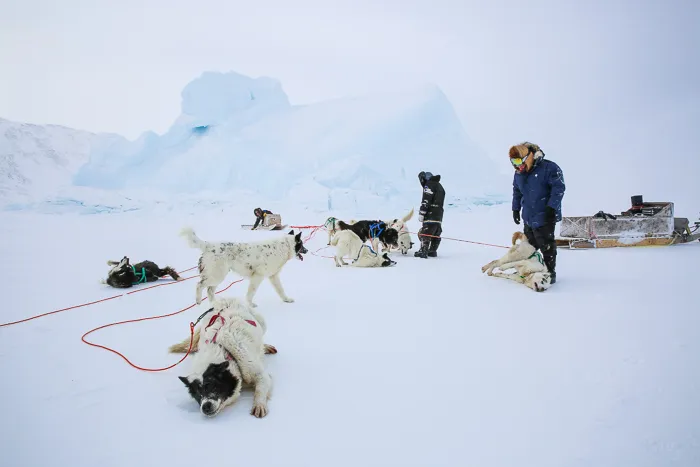 Dog team in the Canadian Arctic