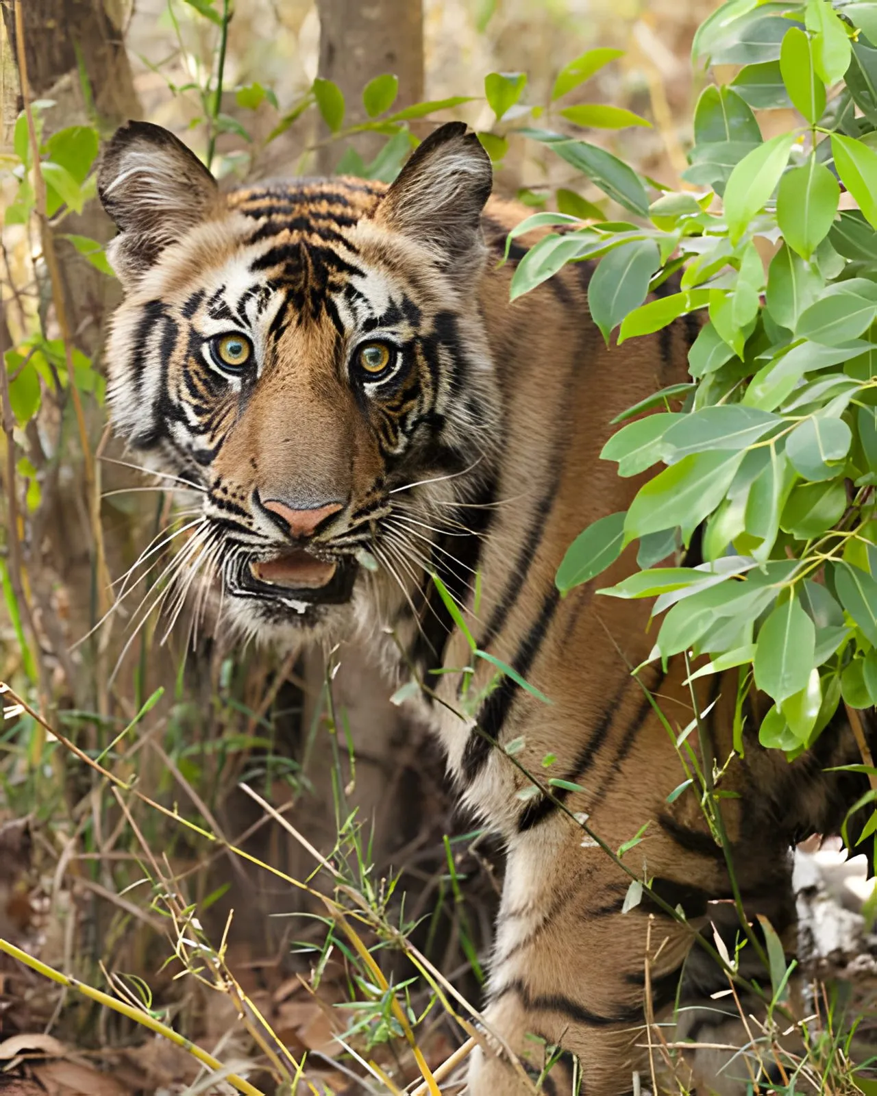 Tiger cub in Bandhavgarh NP, India © Harry & Jean Wickens