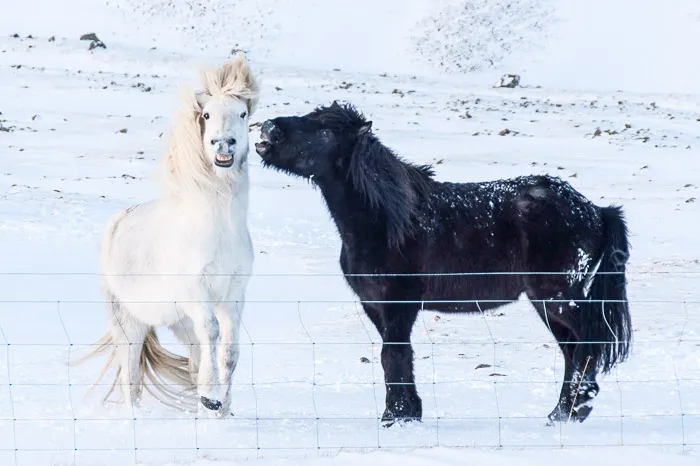 Icelandic horses