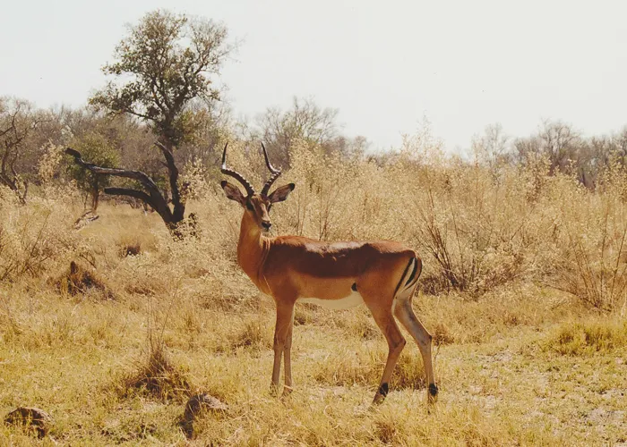 Impala