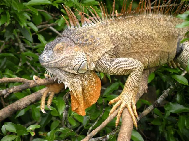 Costa Rica