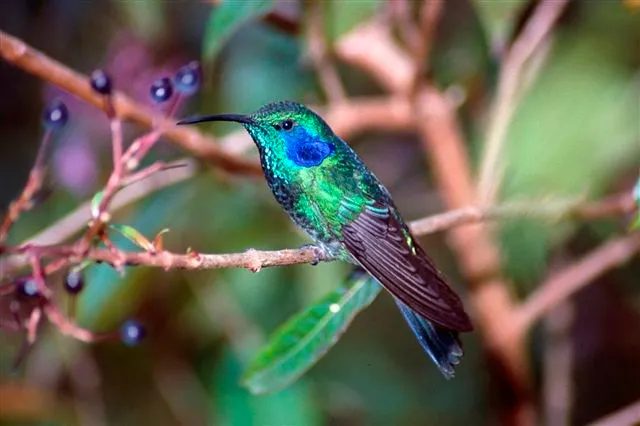 Costa Rica