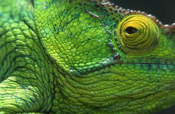 Chameleon, Madagascar