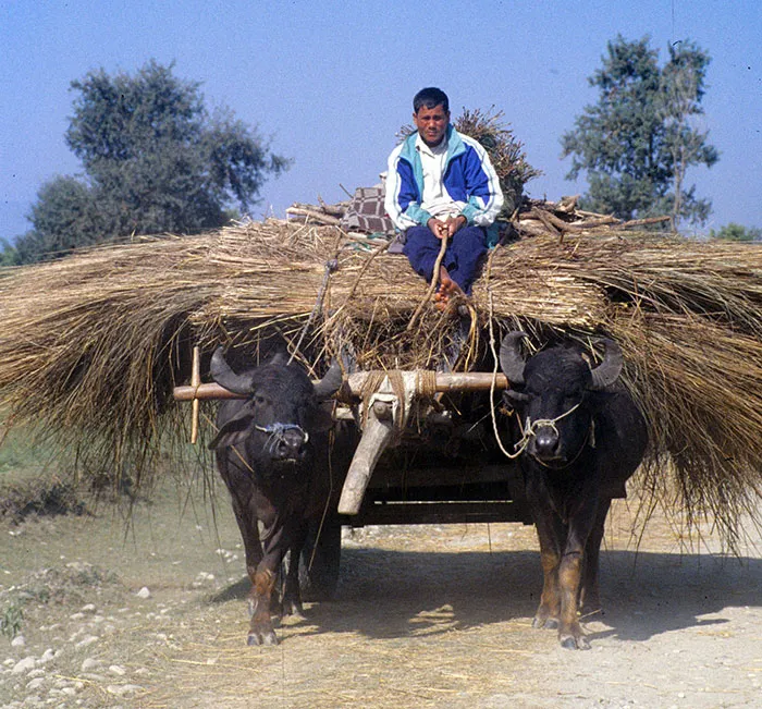 Stuck-on-Rajapur