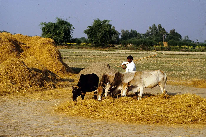 Stuck-on-Rajapur