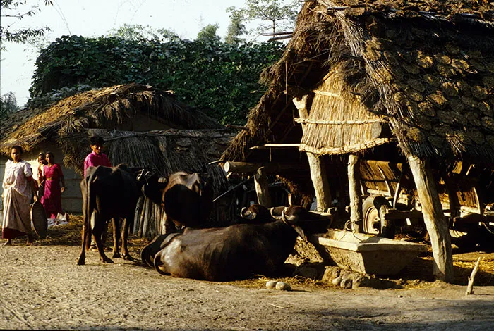Stuck-on-Rajapur