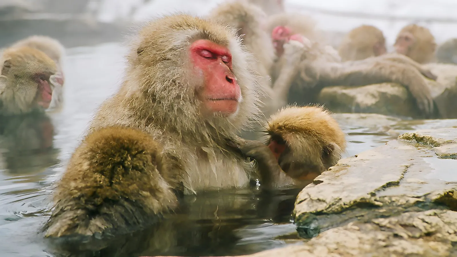 Snow monkeys, Japan © Alastair Donelly
