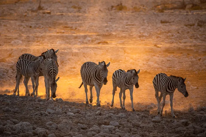 Burchell's Zebra
