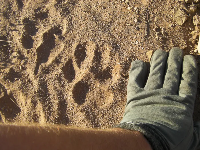 Leopard paw-print in the sand