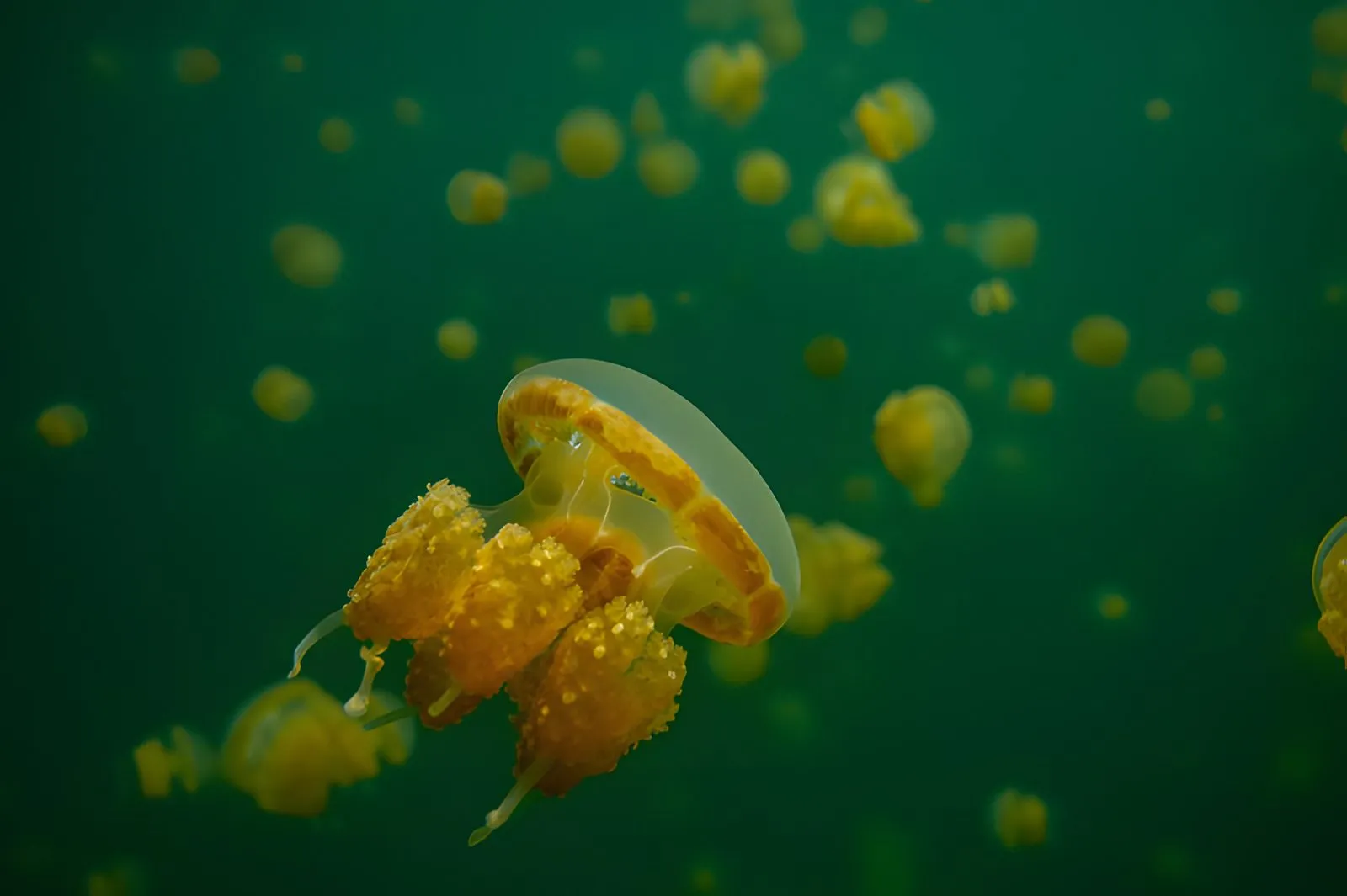 Jellyfish in the Lenmakana lagoon