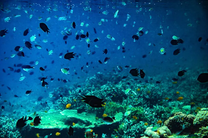 Kusu Island reef fish