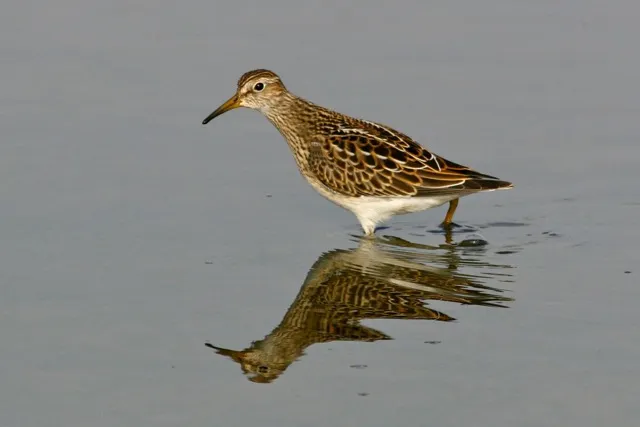 Photograph from Singing with the Sea Canaries