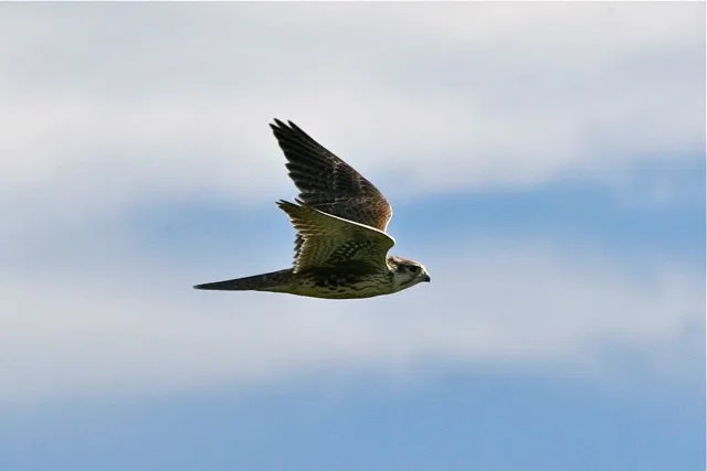 Photograph from Singing with the Sea Canaries