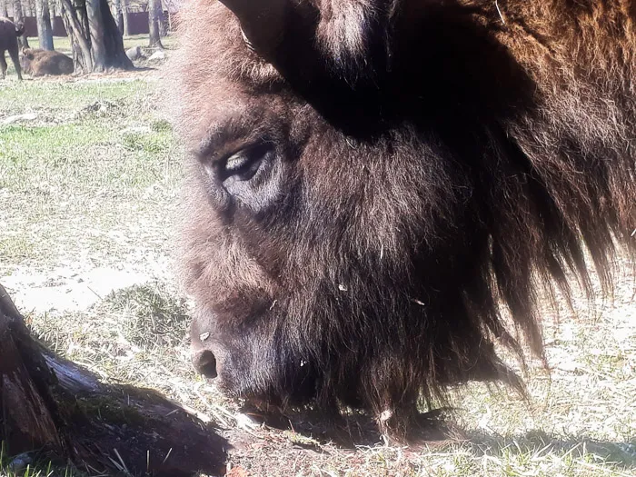 European Bison