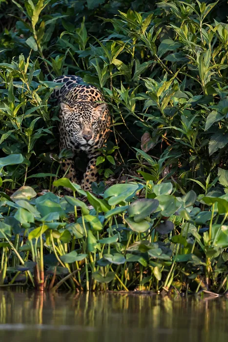 Jaguar