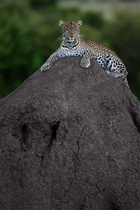 Jaguar