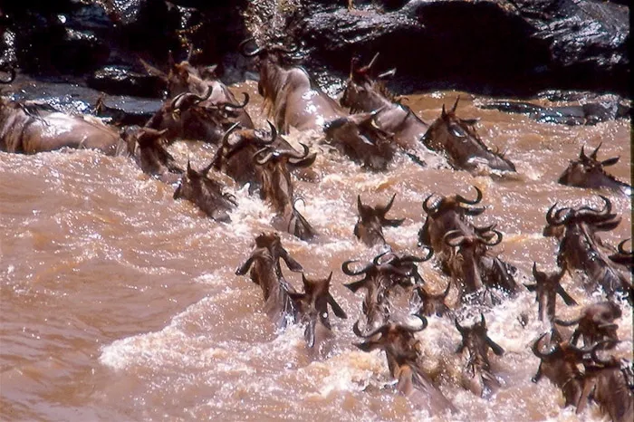 Wildebeest migration