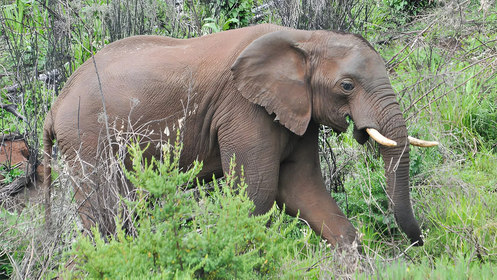 Elephant in search of a mine!