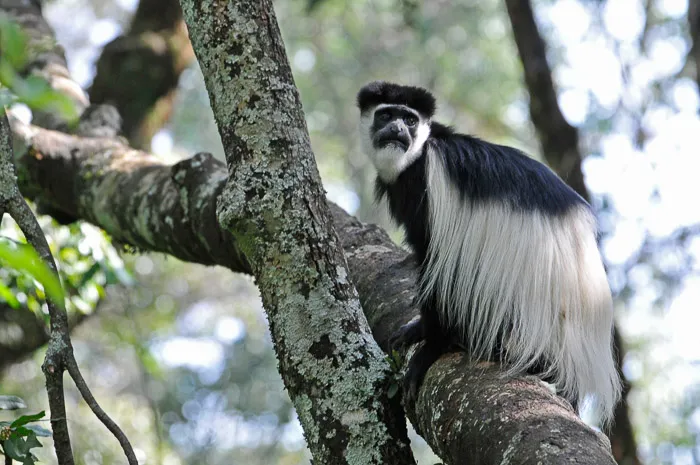 Mantled Guereza - a type of colobus monkey