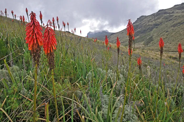 Red hot pokers (Kniphofia) covering the hillside