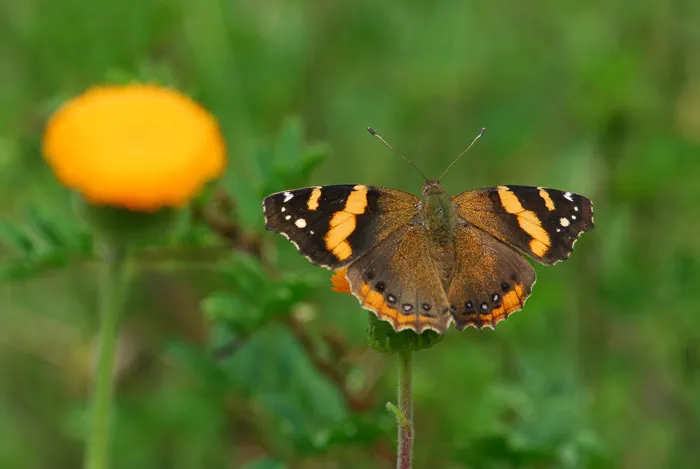 Abyssinian Admiral butterfly (Vanessa Abyssinica)