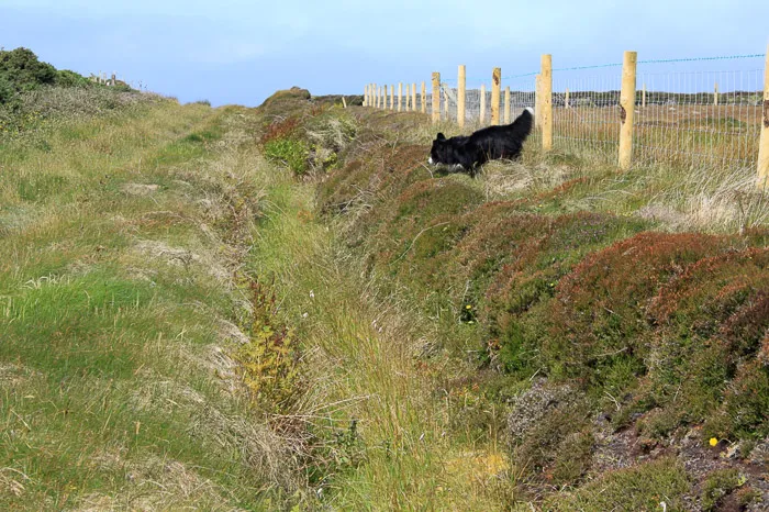 Heather prefers the south-facing side of a ditch in Ireland
