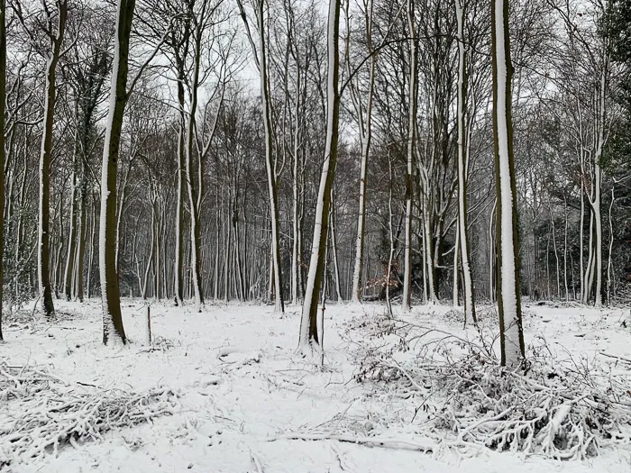 Snow strips on only one side of the trees
