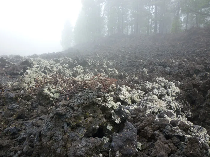 Using lichens to navigate in mist in La Palma