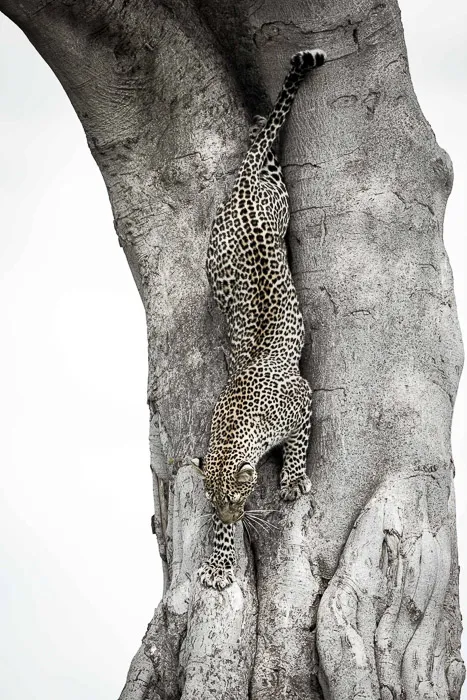 Beauty, Power Majesty