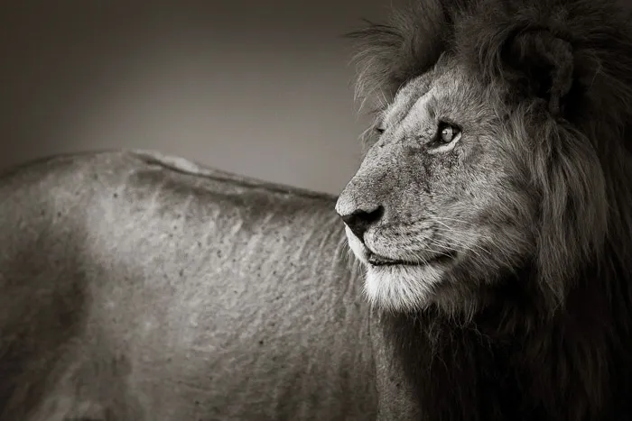 Beauty, Power Majesty