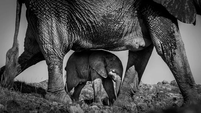 Beauty, Power Majesty