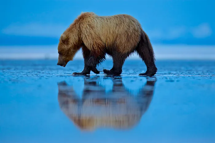 Brown bear reflection